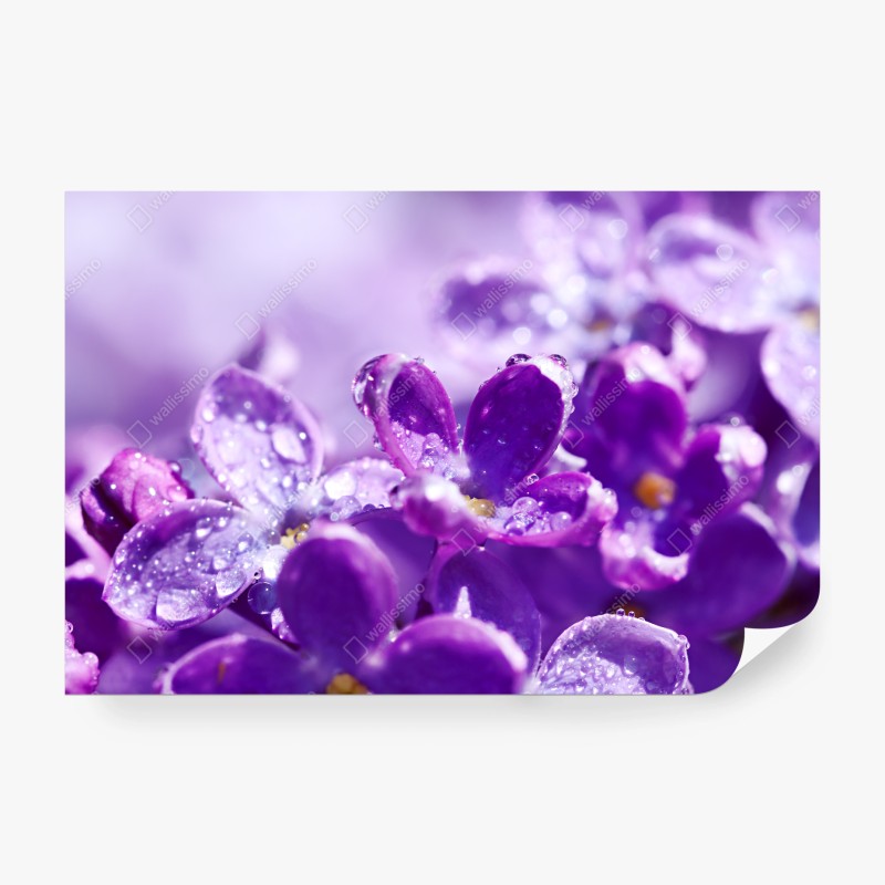 Fototapete lila fliederblüte mit tau