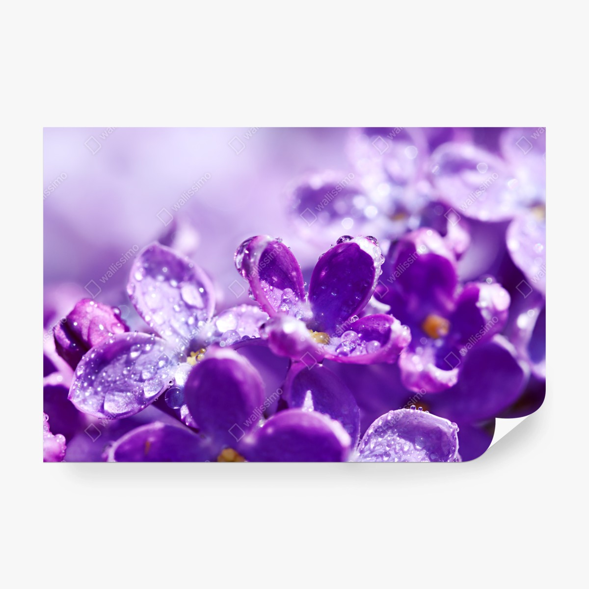 Fototapete lila fliederblüte mit tau – Wallnifity®