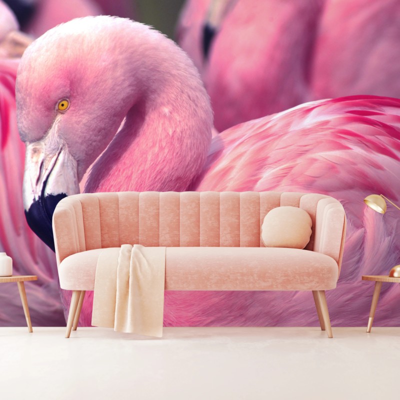 Fototapete rosa flamingo nahaufnahme