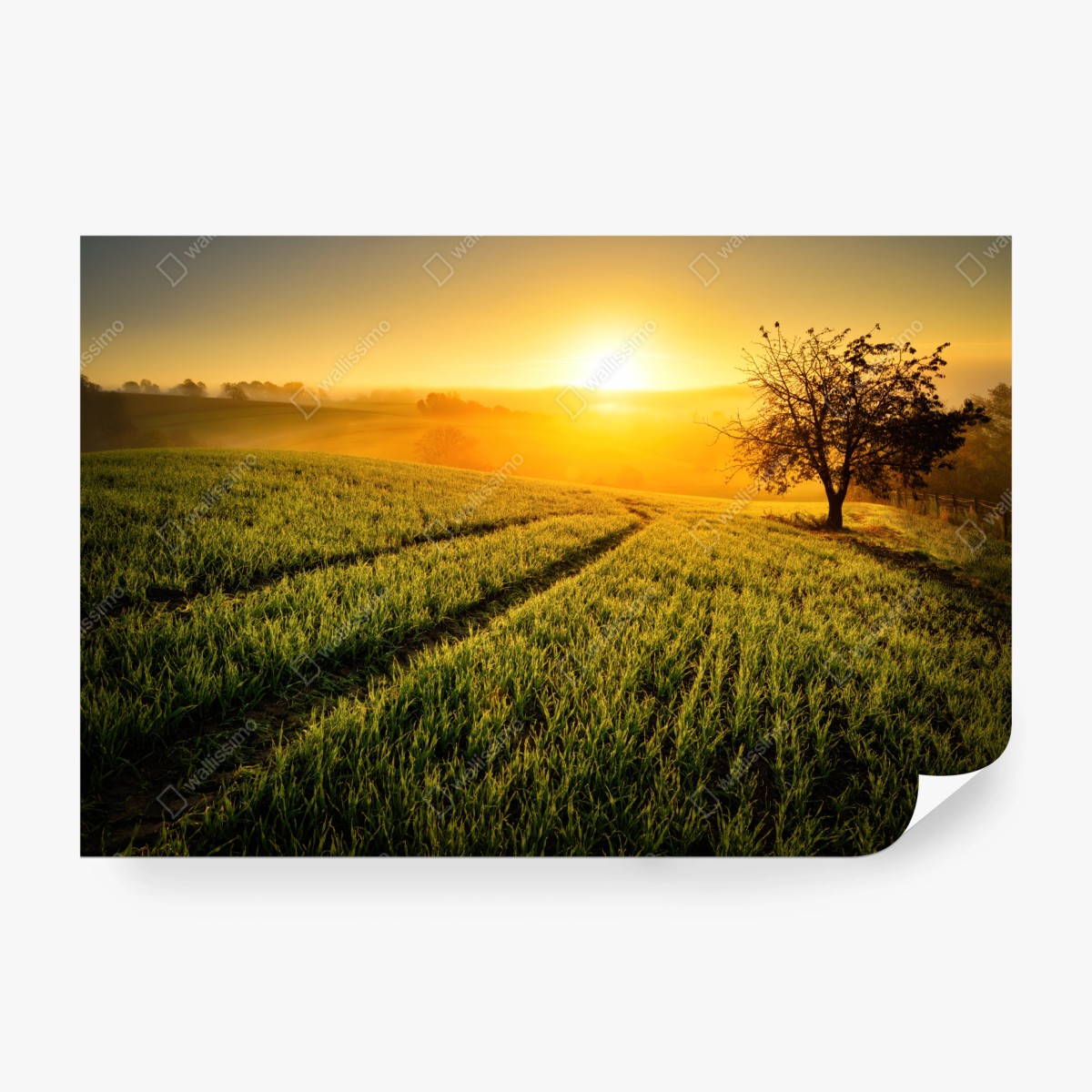 Fototapete sonnenbeschienene wiese im frühlicht – Wallnifity® Fototapete sonnenbeschienene wiese im frühlicht – Wallnifity®