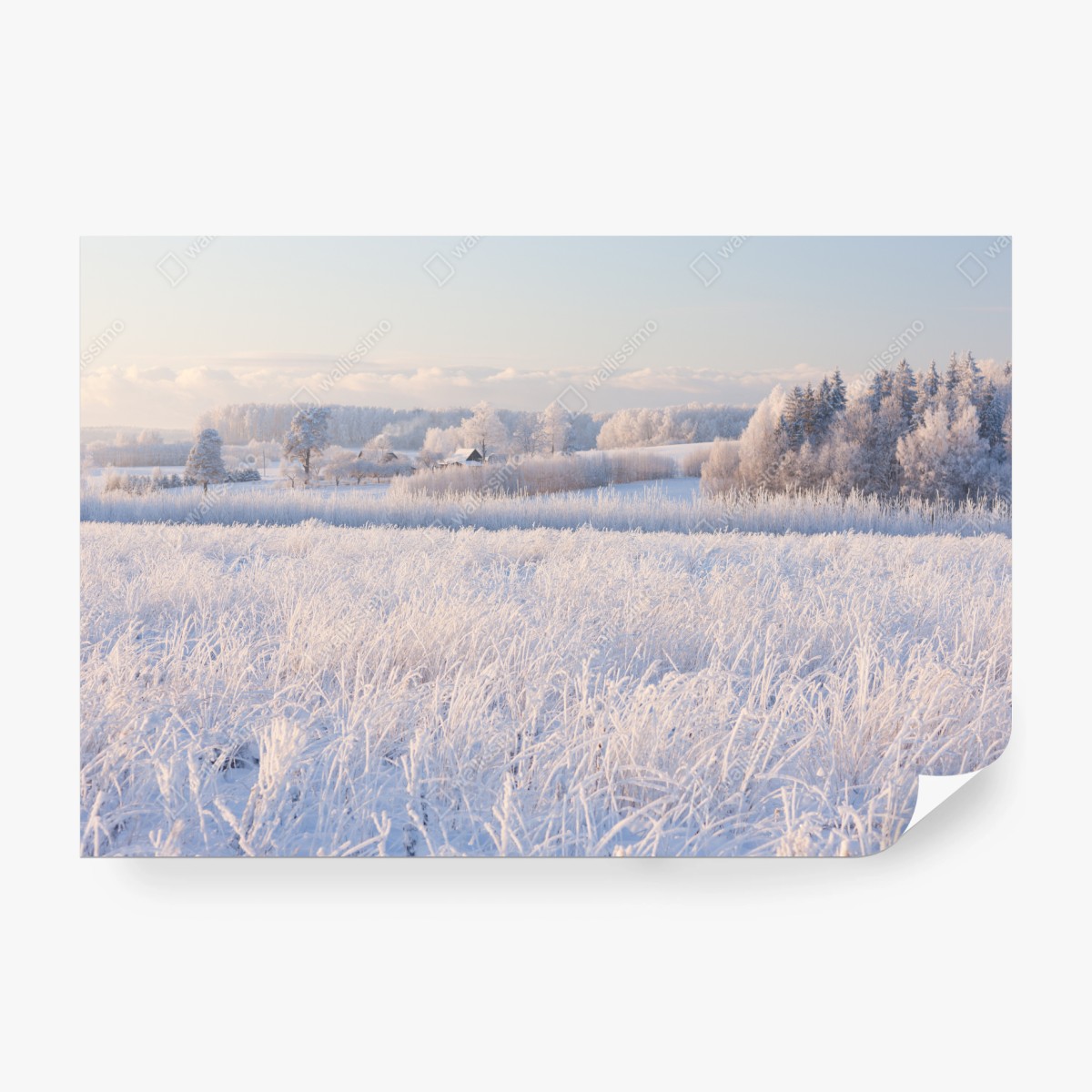 Fototapete wiese mit reif im morgenlicht – Wallnifity® Fototapete wiese mit reif im morgenlicht – Wallnifity®