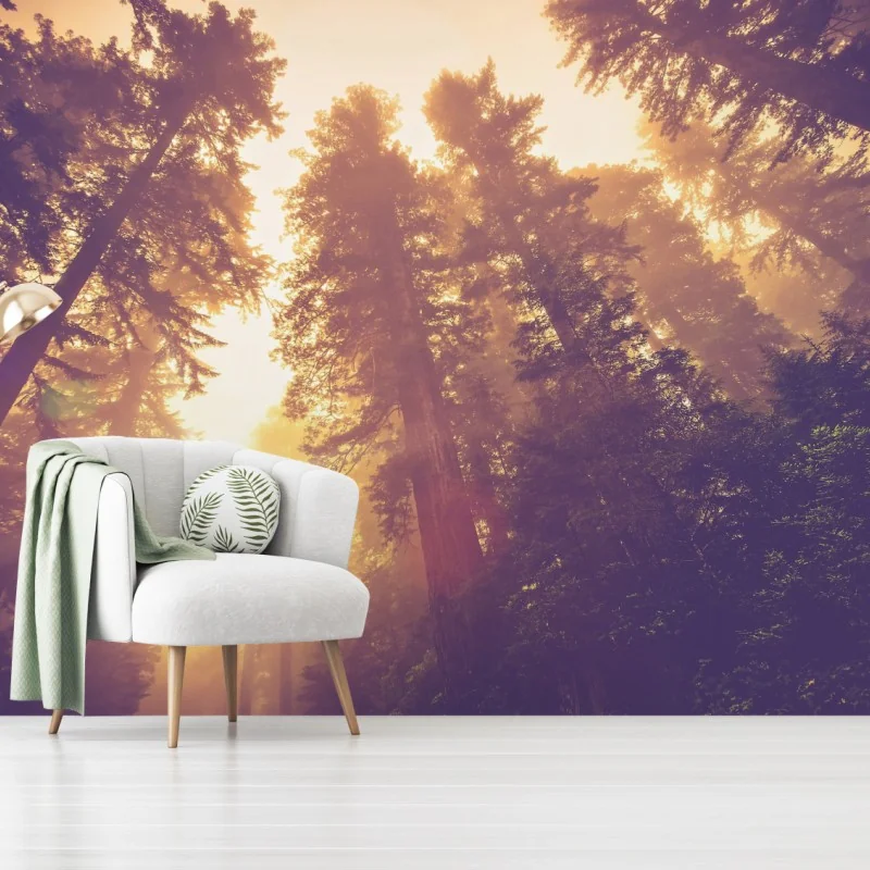 Fototapete nebeliger mamutbaumwald im goldenen vintagelicht