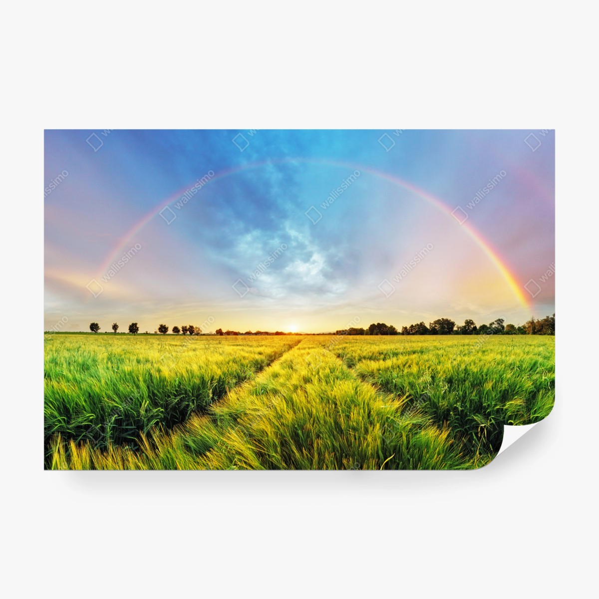 Fototapete regenbogen über goldenem weizenfeld bei sonnenuntergang – Wallnifity® Fototapete regenbogen über goldenem weizenfeld bei sonnenuntergang – Wallnifity®