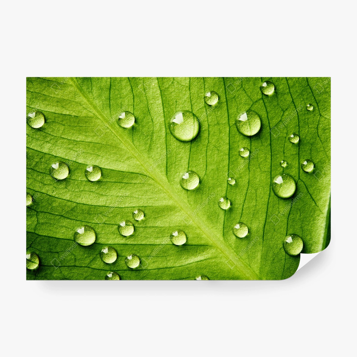 Fototapete frisches grünes blatt mit wassertropfen – Wallnifity® Fototapete frisches grünes blatt mit wassertropfen – Wallnifity®