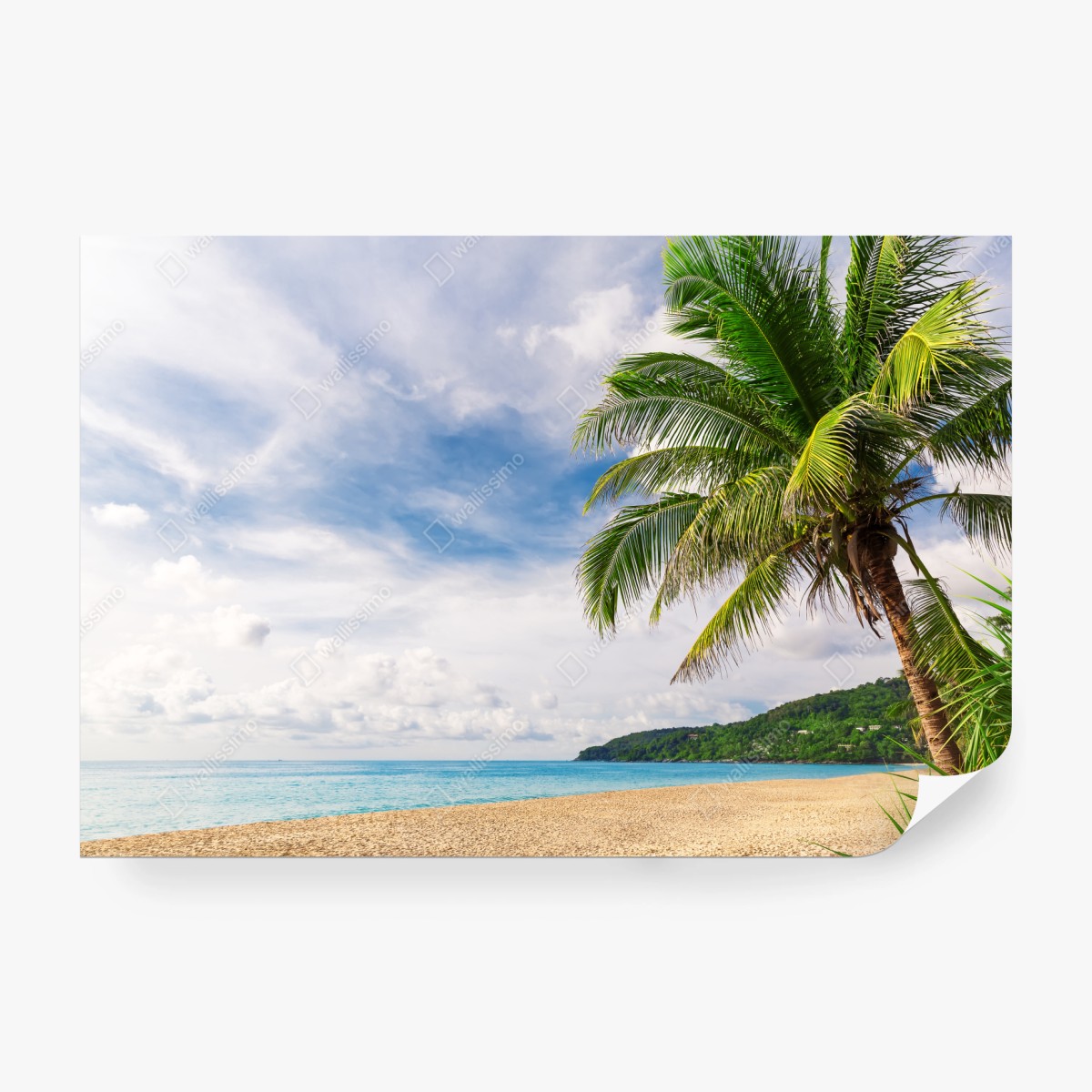 Fototapete tropischer strand in Phuket mit palme – Wallnifity® Fototapete tropischer strand in Phuket mit palme – Wallnifity®