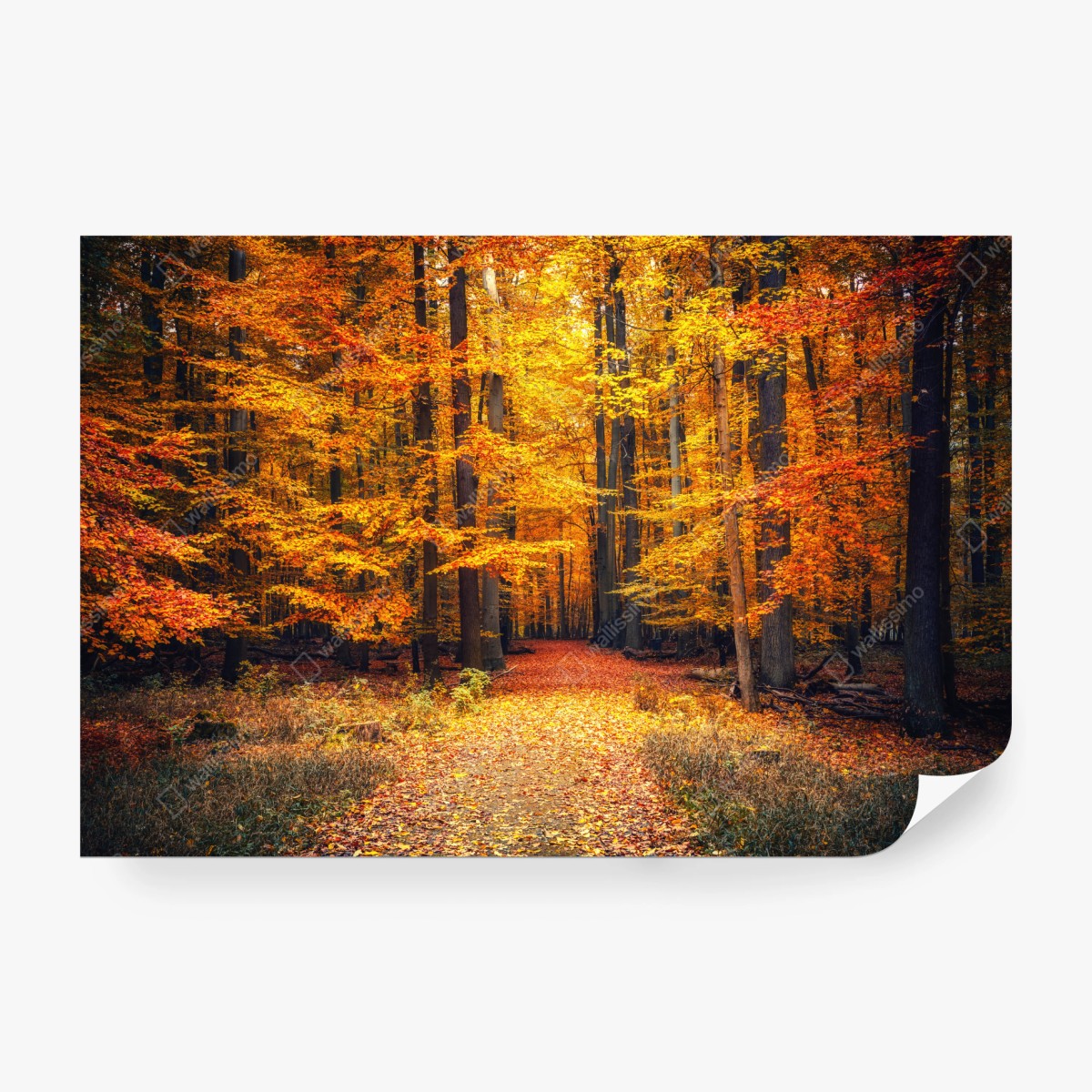 Fototapete herbstlicher waldpfad mit goldenen blättern – Wallnifity® Fototapete herbstlicher waldpfad mit goldenen blättern – Wallnifity®