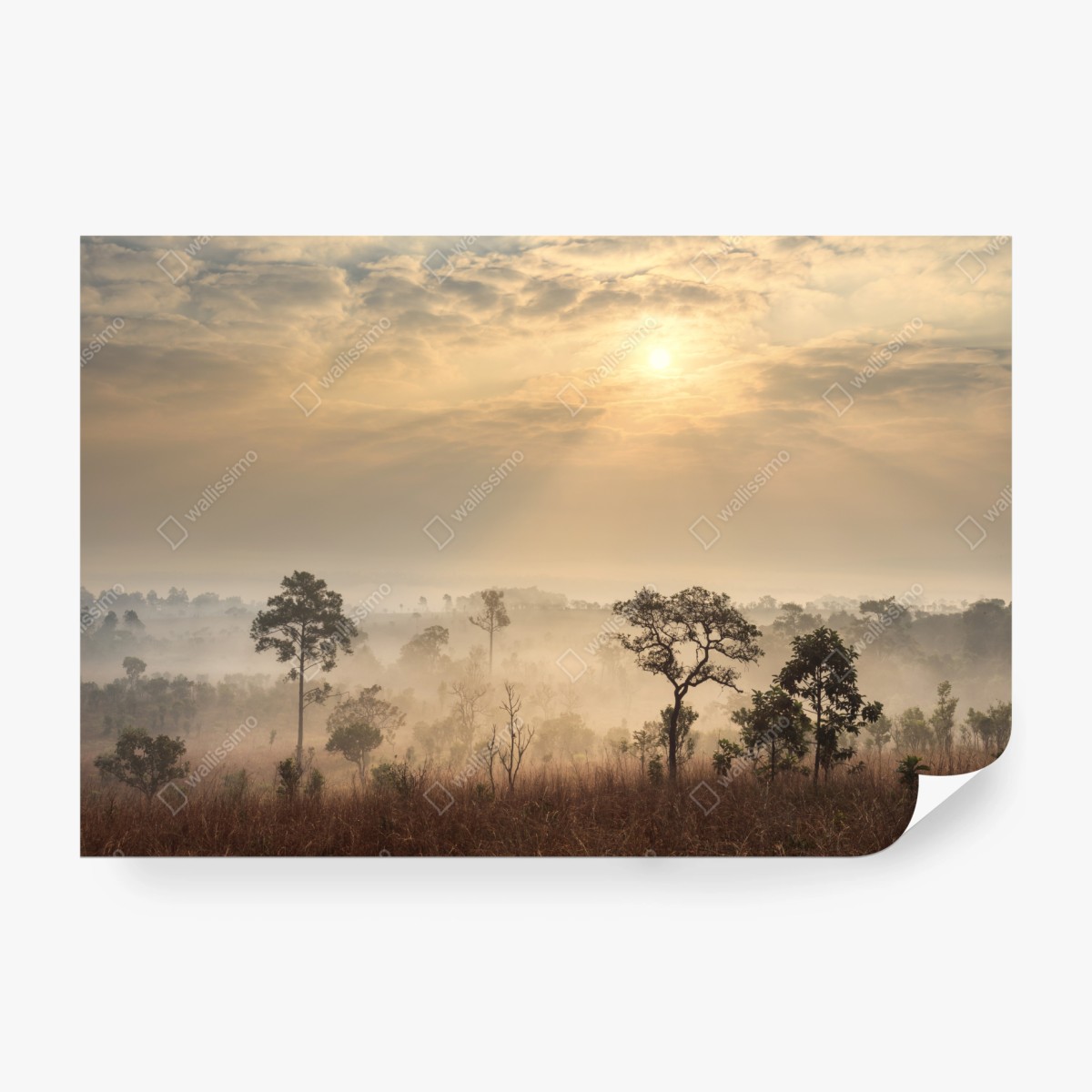 Fototapete Thailand sawanne bei sonnenaufgang – Wallnifity® Fototapete Thailand sawanne bei sonnenaufgang – Wallnifity®