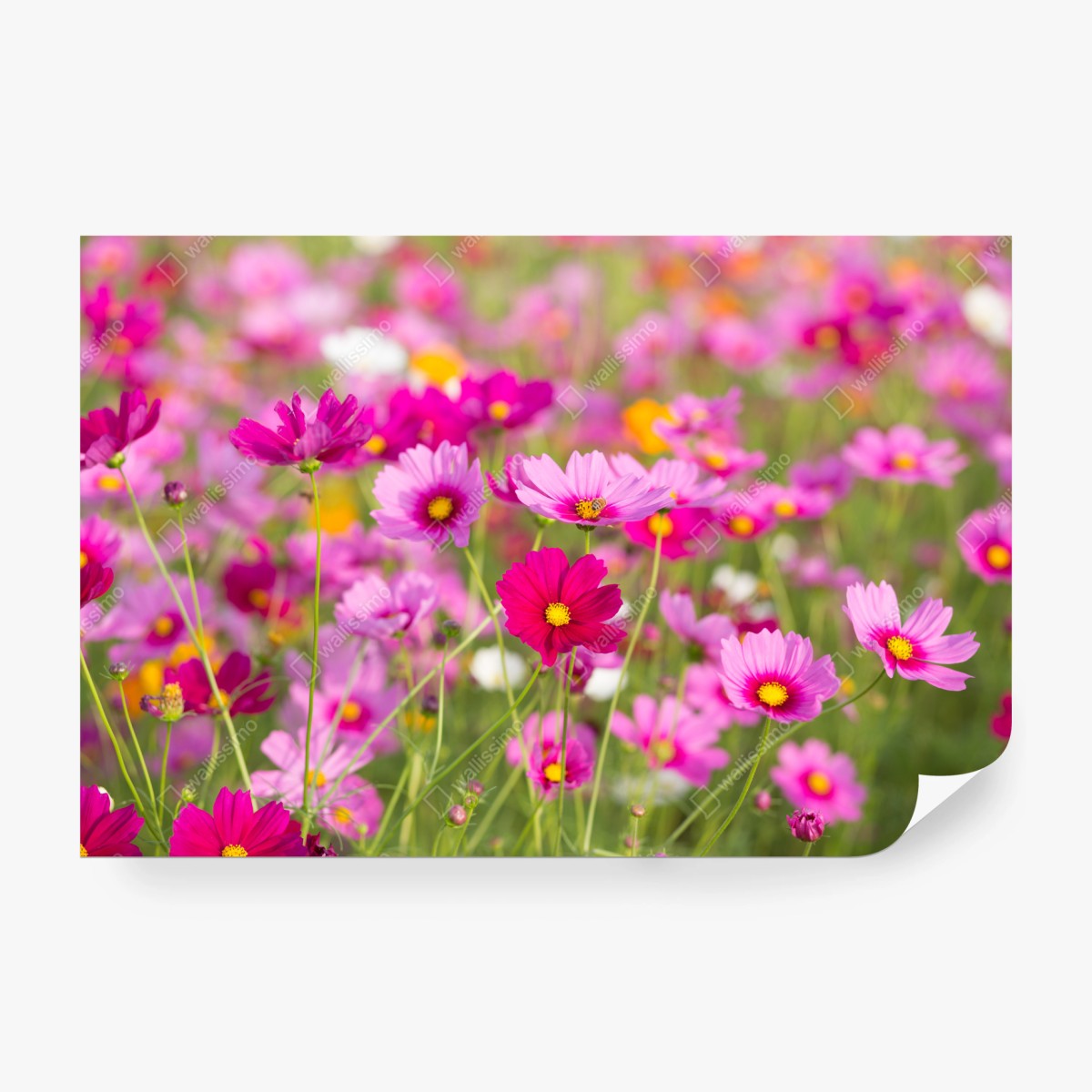 Fototapete rosa kosmeenwiese in blüte – Wallnifity® Fototapete rosa kosmeenwiese in blüte – Wallnifity®