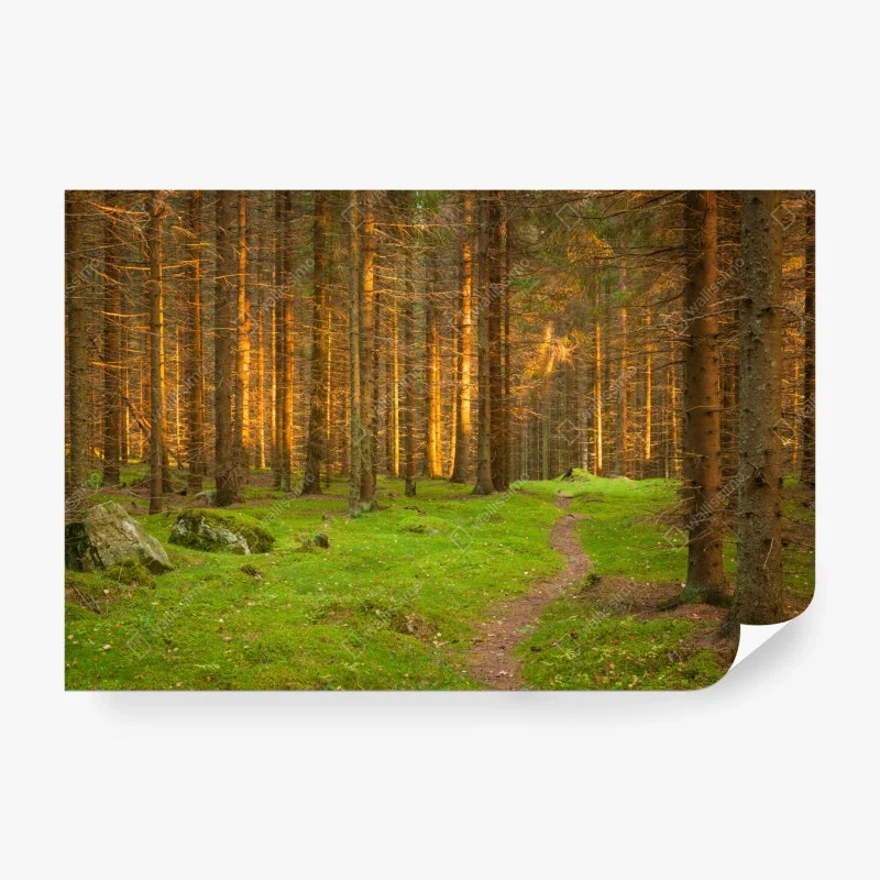 Fototapete drei rote tulpen vor schwarzem hintergrund – Wallnifity®