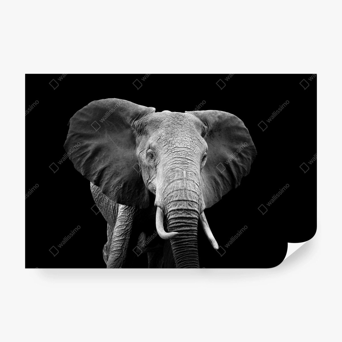 Fototapete majestätisches elefantenporträt in monochrom – Wallnifity® Fototapete majestätisches elefantenporträt in monochrom – Wallnifity®