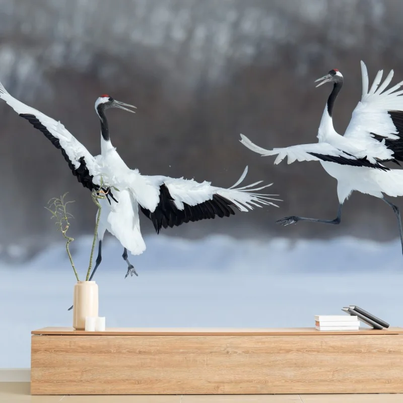 Fototapete tanzende rotkronenkraniche im schnee, Hokkaido