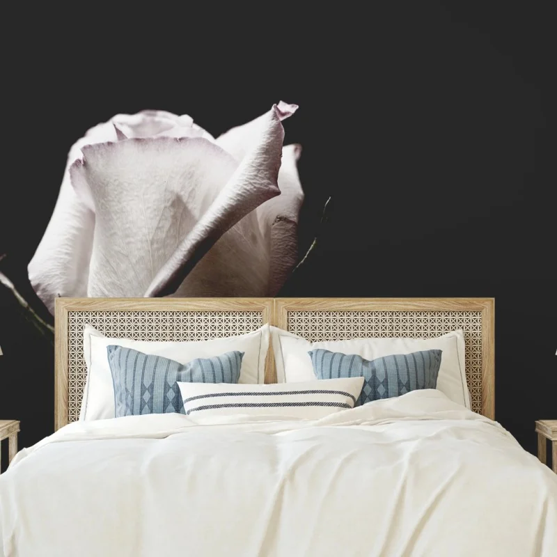 Fototapete weiße rose vor schwarzem hintergrund