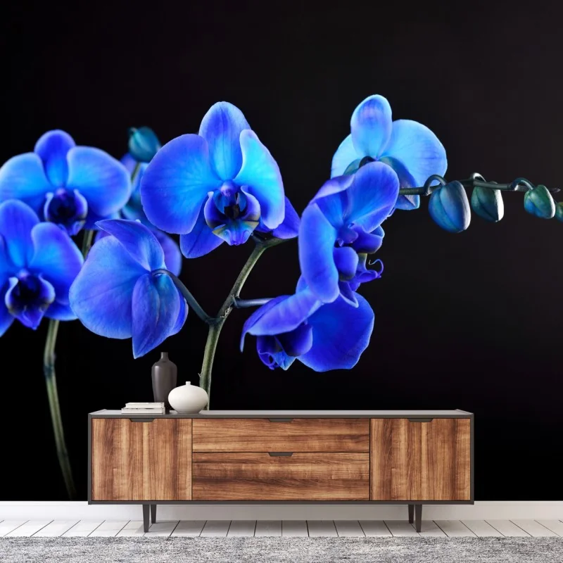 Fototapete leuchtende blaue orchidee vor schwarzem hintergrund – Wallnifity® Fototapete leuchtende blaue orchidee vor schwarzem hintergrund – Wallnifity®