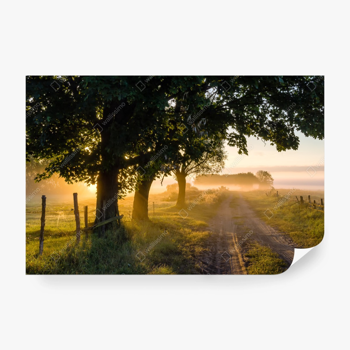 Fototapete sonnenbeschienener landweg im morgendunst – Wallnifity® Fototapete sonnenbeschienener landweg im morgendunst – Wallnifity®