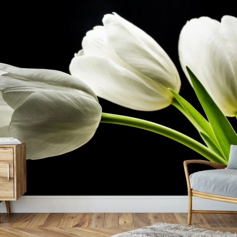Fototapete elegante weiße tulpen vor schwarzem hintergrund