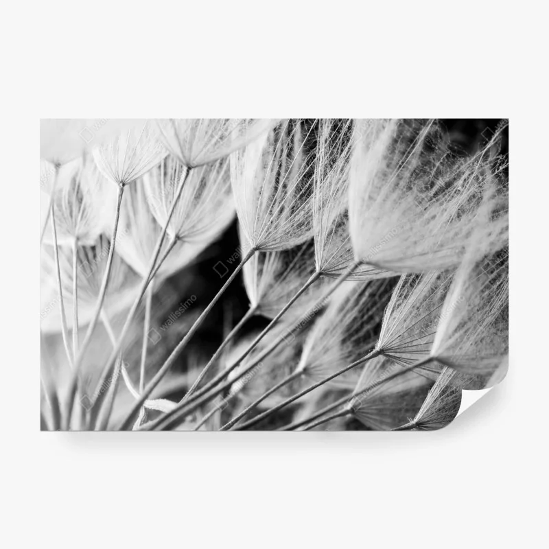 Fototapete zarte nahaufnahme von löwenzahnsamen in monochrom