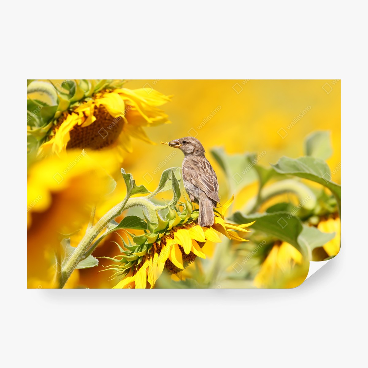 Fototapete spatz auf einer sonnenblume – Wallnifity® Fototapete spatz auf einer sonnenblume – Wallnifity®