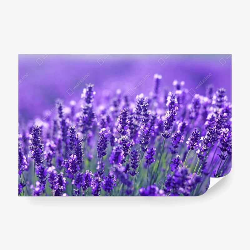 Fototapete lavendelfeld nahaufnahme