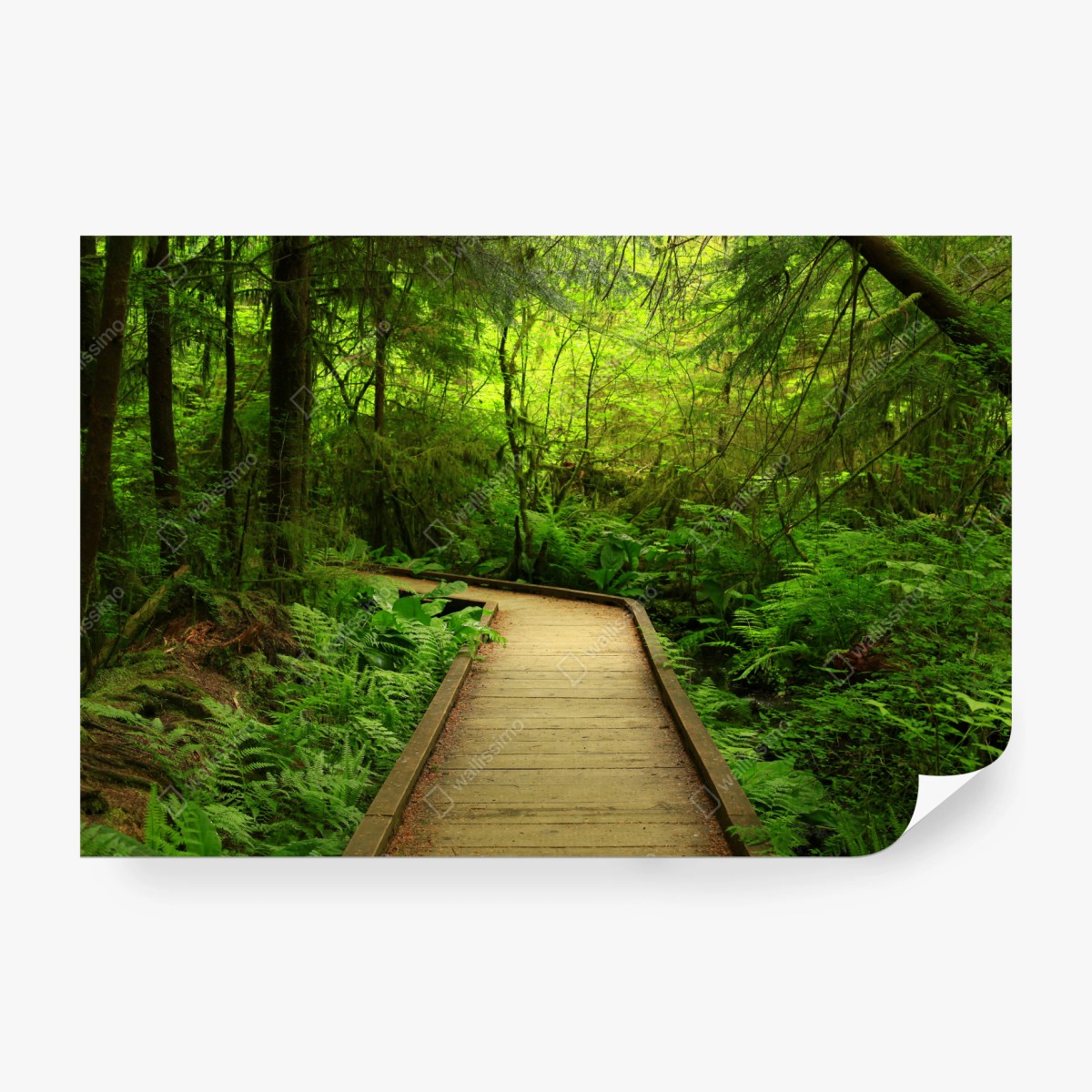 Fototapete ruhiger grüner waldsteg – Wallnifity® Fototapete ruhiger grüner waldsteg – Wallnifity®