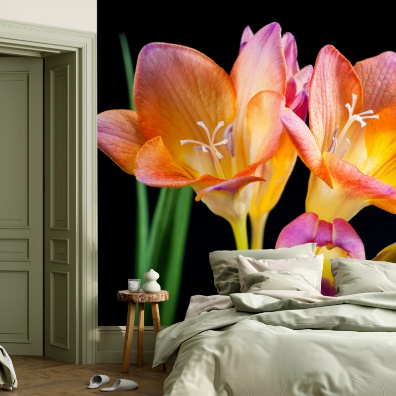 Fototapete leuchtende orange freesien vor schwarzem hintergrund