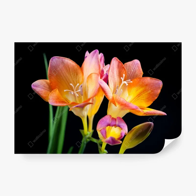 Fototapete rosa aquarell blumengarten mit kolibri – Wallnifity®