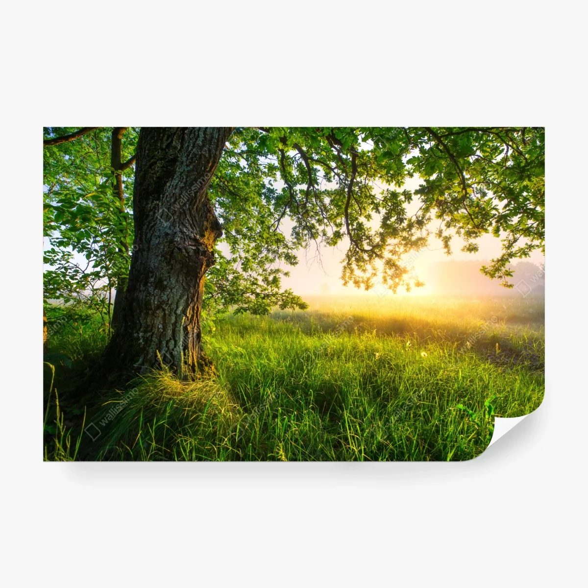 Fototapete morgendliche eiche auf sonnenbeschienener wiese – Wallnifity®