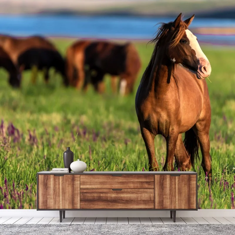 Fototapete majestätisches braunes pferd auf einer sonnenbeschienenen wiese