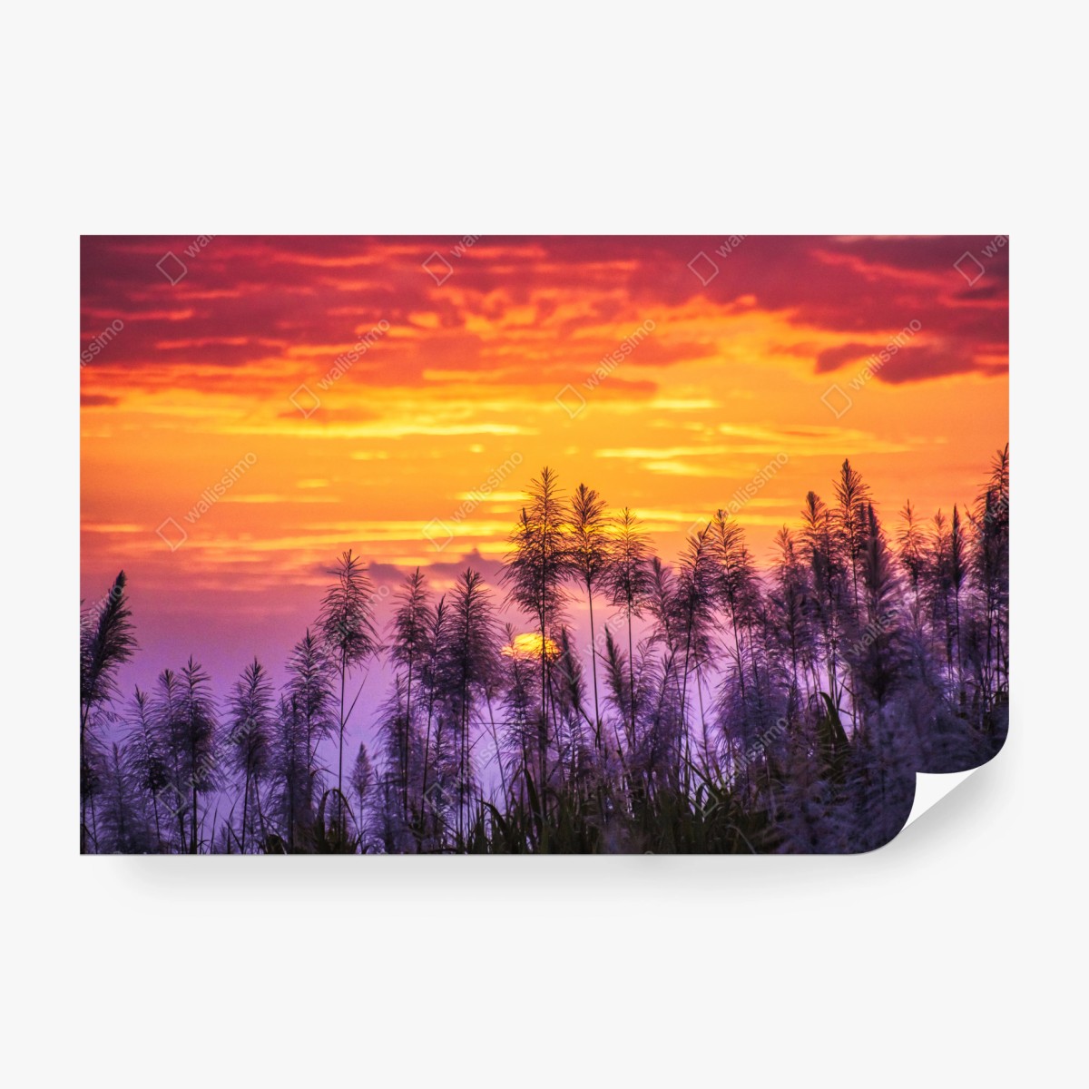 Fototapete goldener sonnenuntergang über wildgräsern – Wallnifity® Fototapete goldener sonnenuntergang über wildgräsern – Wallnifity®