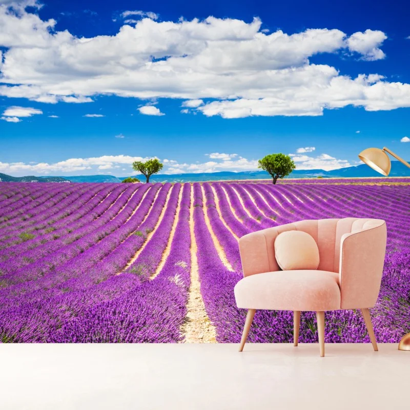 Fototapete lavendelfelder in Provence