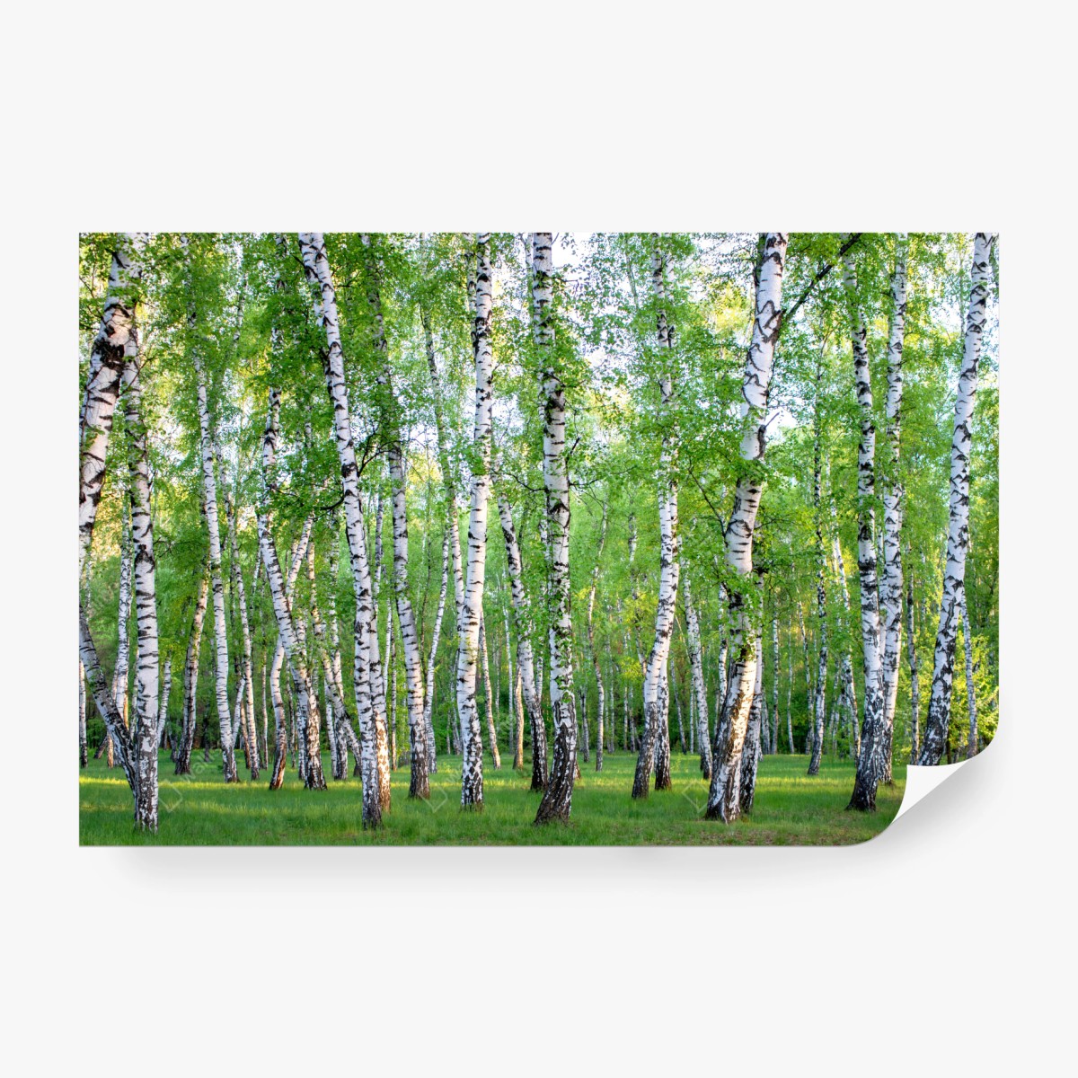 Fototapete ruhiger birkenhain im sommer – Wallnifity® Fototapete ruhiger birkenhain im sommer – Wallnifity®