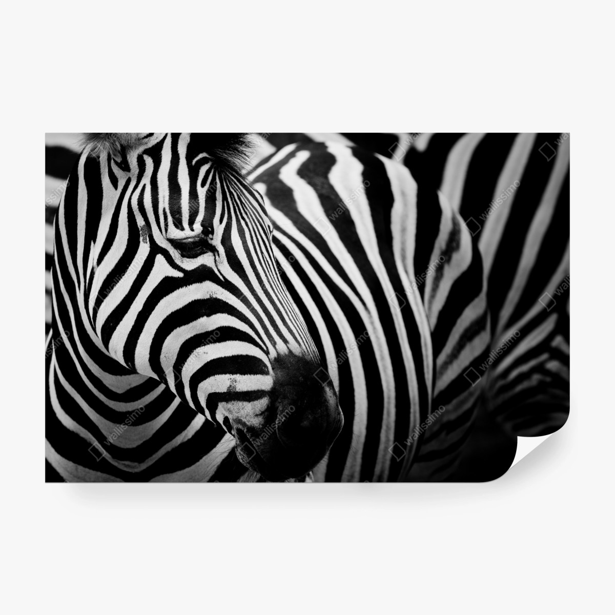 Fototapete zebra in monochromen streifen – Wallnifity® Fototapete zebra in monochromen streifen – Wallnifity®