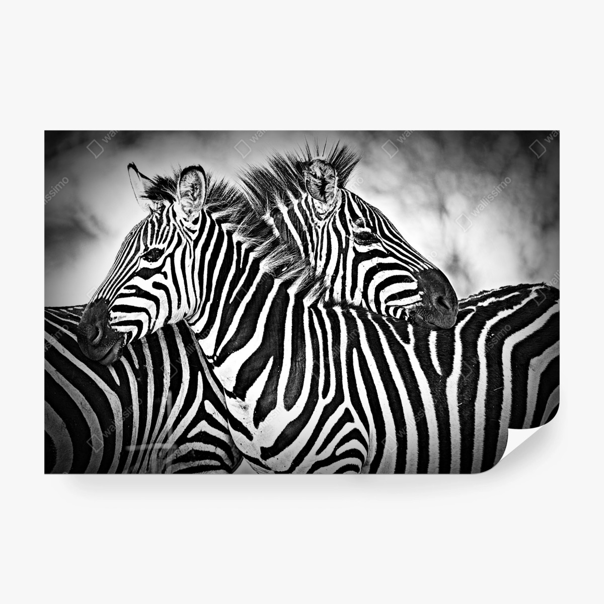 Fototapete intimes zebra-porträt in schwarzweiß – Wallnifity® Fototapete intimes zebra-porträt in schwarzweiß – Wallnifity®