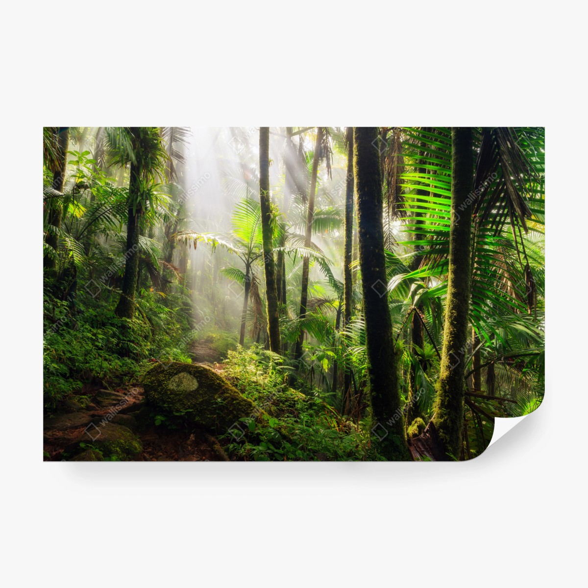 Fototapete tropischer regenwald mit sonnenstrahlen – Wallnifity® Fototapete tropischer regenwald mit sonnenstrahlen – Wallnifity®