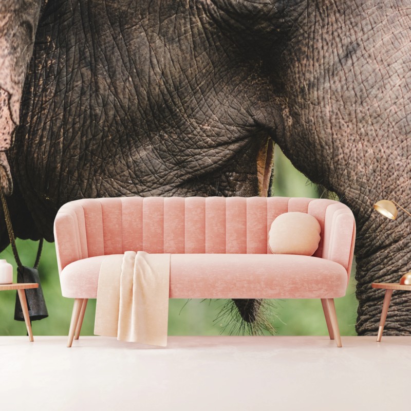 Fototapete asiatischer elefant nahaufnahme – Wallnifity®