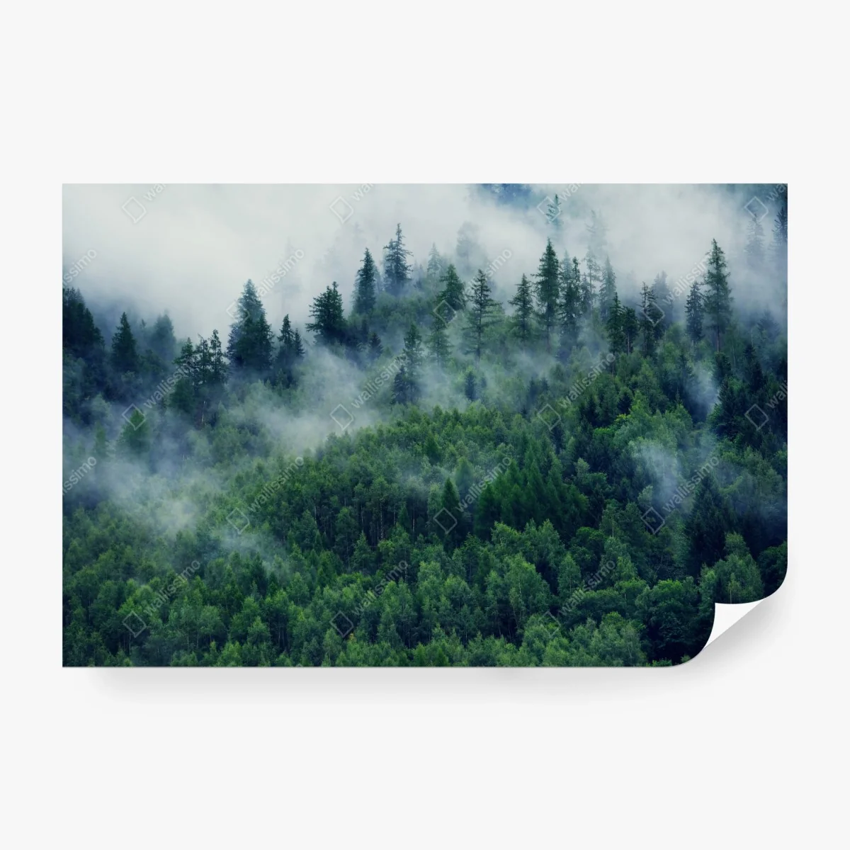 Fototapete nebliger grüner wald – Wallnifity®