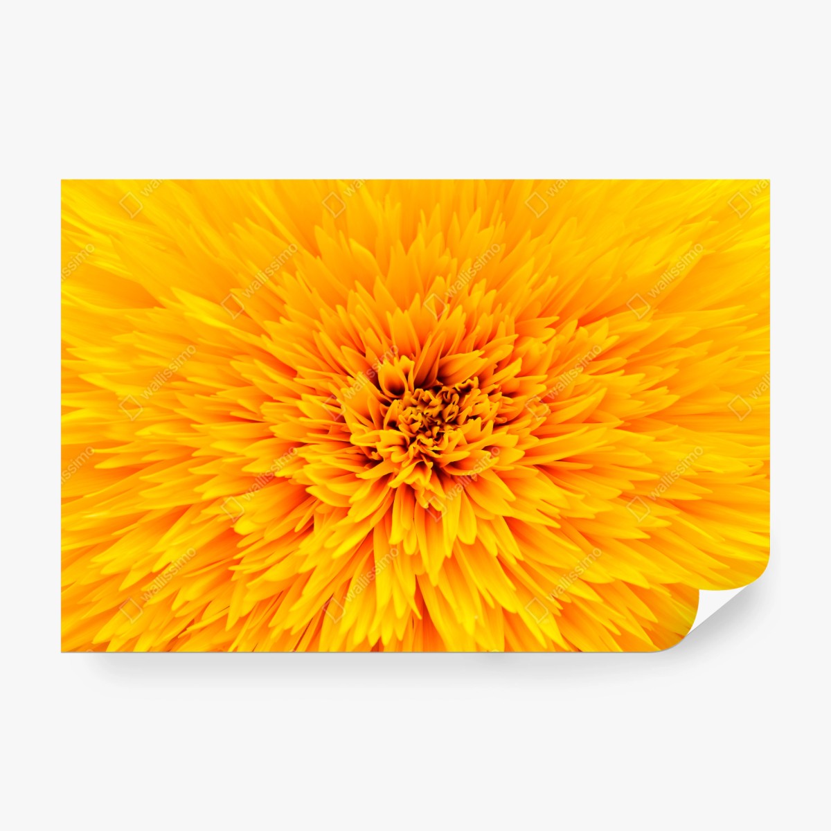 Fototapete strahlende sonnenblume nahaufnahme – Wallnifity® Fototapete strahlende sonnenblume nahaufnahme – Wallnifity®