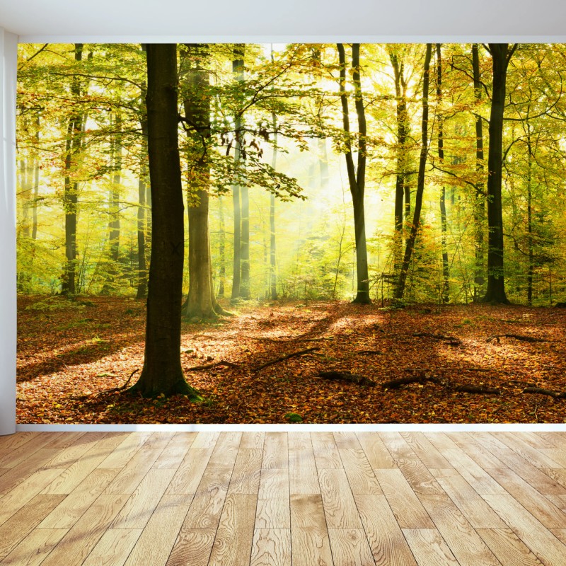 Fototapete goldener herbstwald am morgen