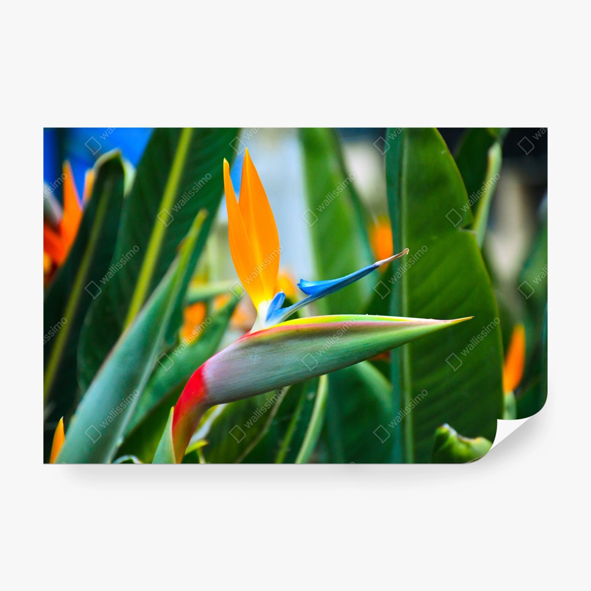 Fototapete leuchtende paradiesvogelblume – Wallnifity®