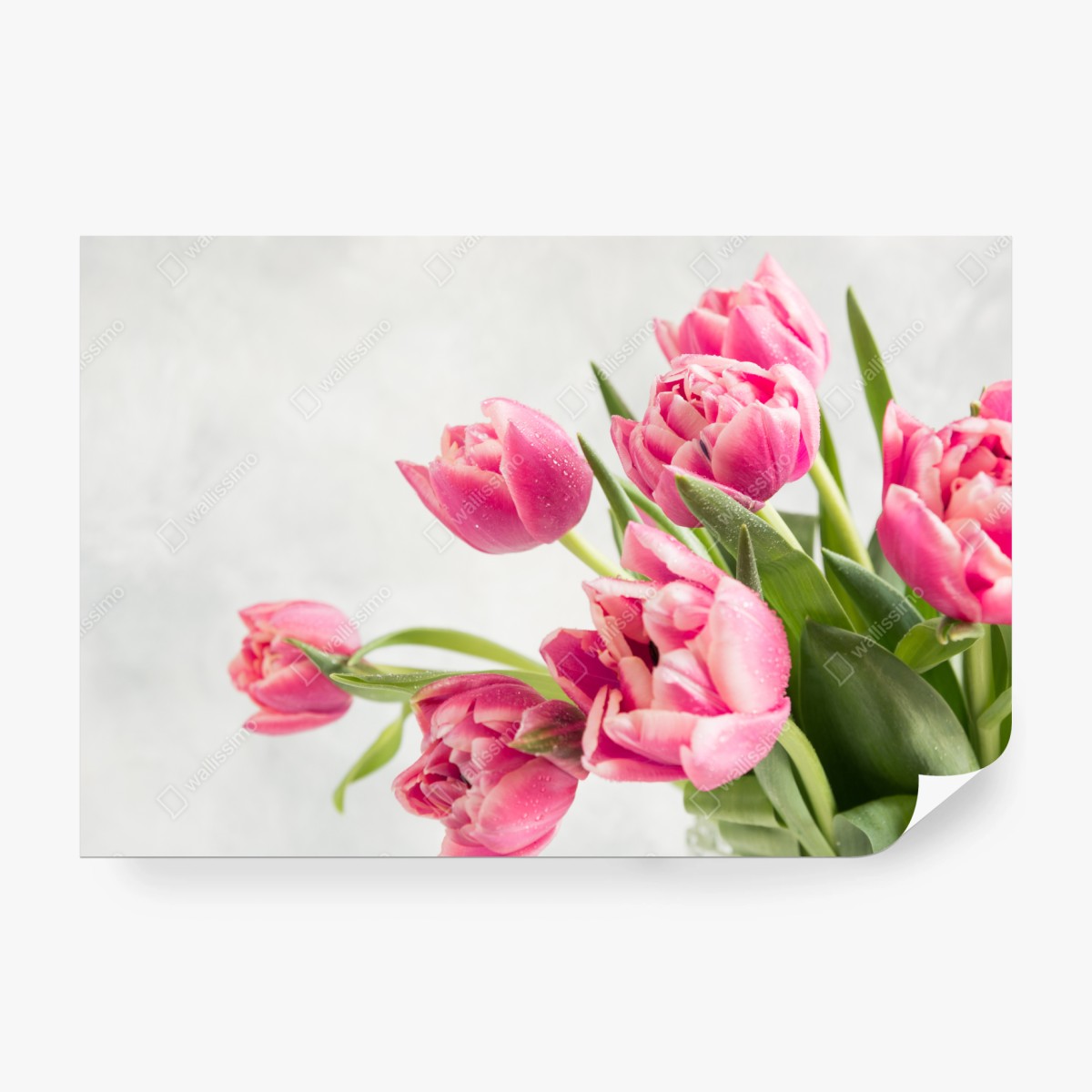 Fototapete eleganter strauß rosa tulpen – Wallnifity® Fototapete eleganter strauß rosa tulpen – Wallnifity®