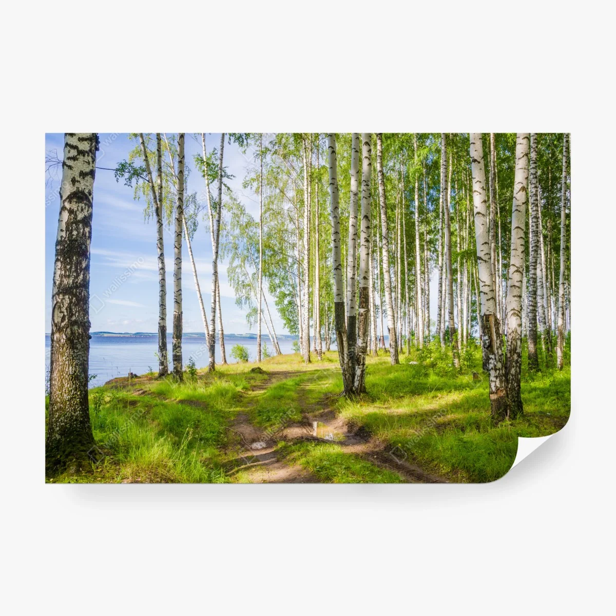 Fototapete sonnige birkenlichtung am wasser – Wallnifity® Fototapete sonnige birkenlichtung am wasser – Wallnifity®