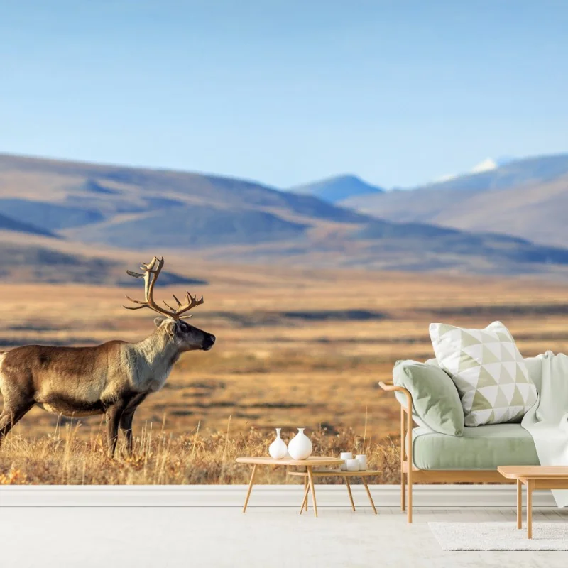 Fototapete einsames rentier in der Tundra von Tschukotka – Wallnifity® Fototapete einsames rentier in der Tundra von Tschukotka – Wallnifity®