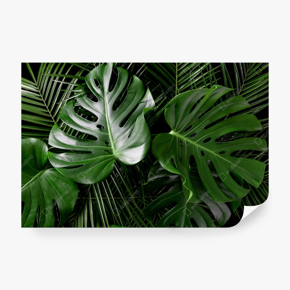 Fototapete üppige monstera-blätter – Wallnifity® Fototapete üppige monstera-blätter – Wallnifity®