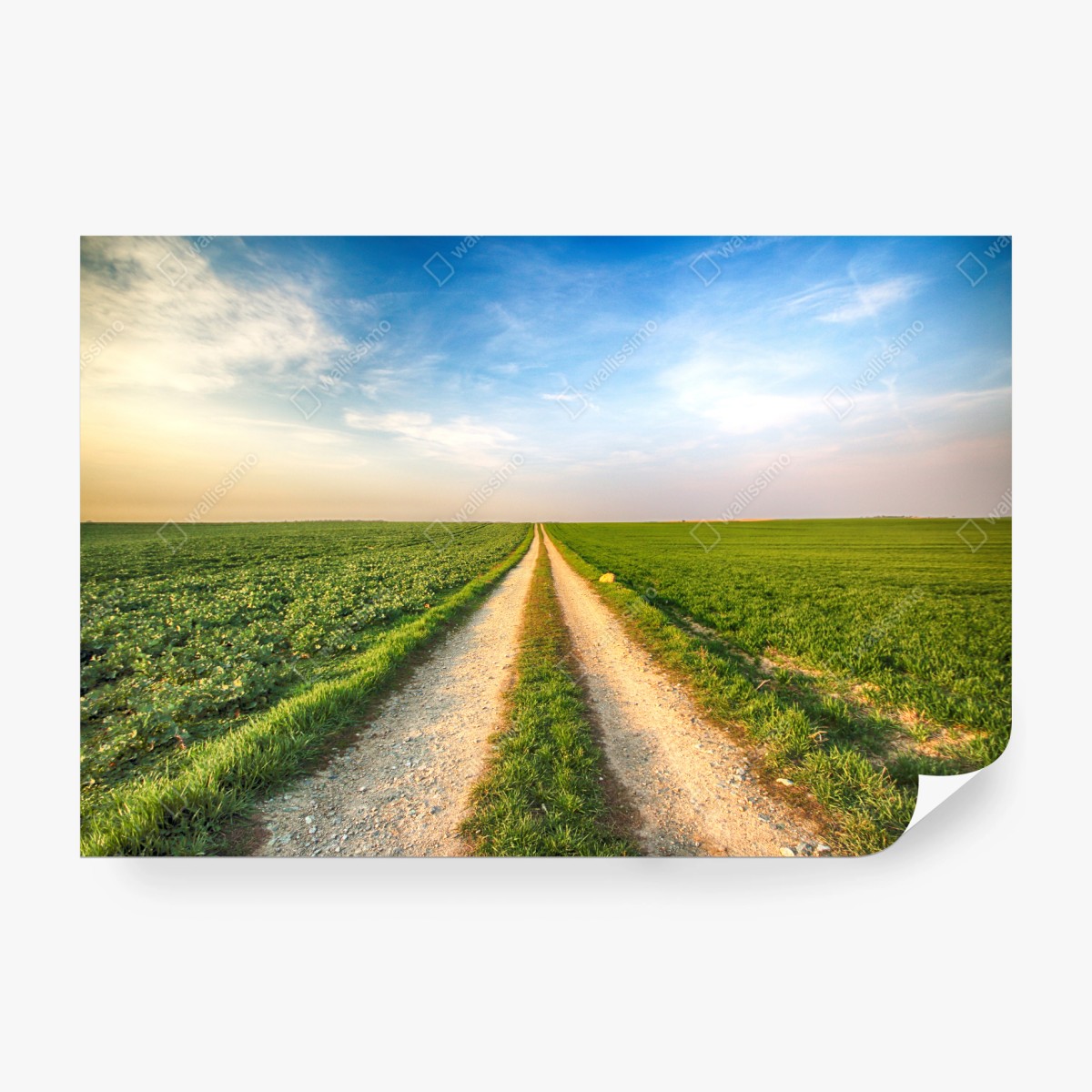 Fototapete feldweg durch grüne felder – Wallnifity® Fototapete feldweg durch grüne felder – Wallnifity®