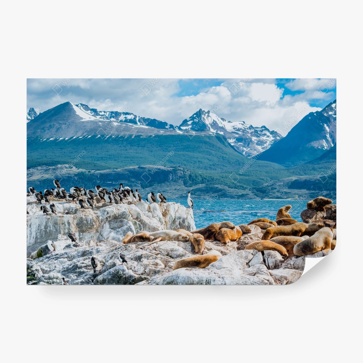 Fototapete seelöwen und seevögel an der felsküste – Wallnifity®