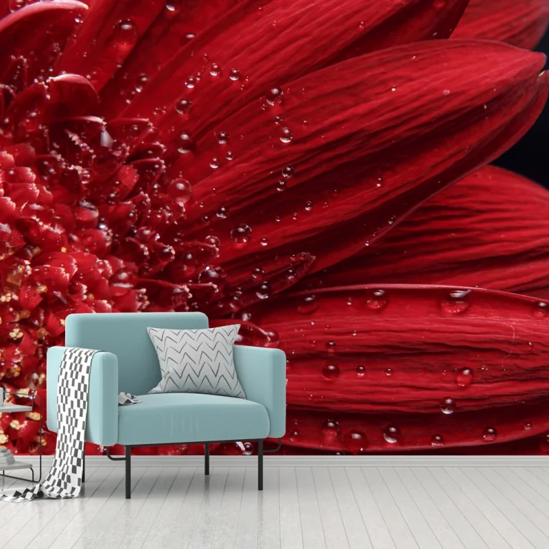 Fototapete rote gerbera makro mit wassertropfen