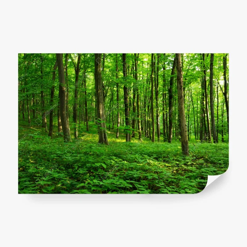 Fototapete goldene waldtiere auf schwarzem hintergrund – Wallnifity®