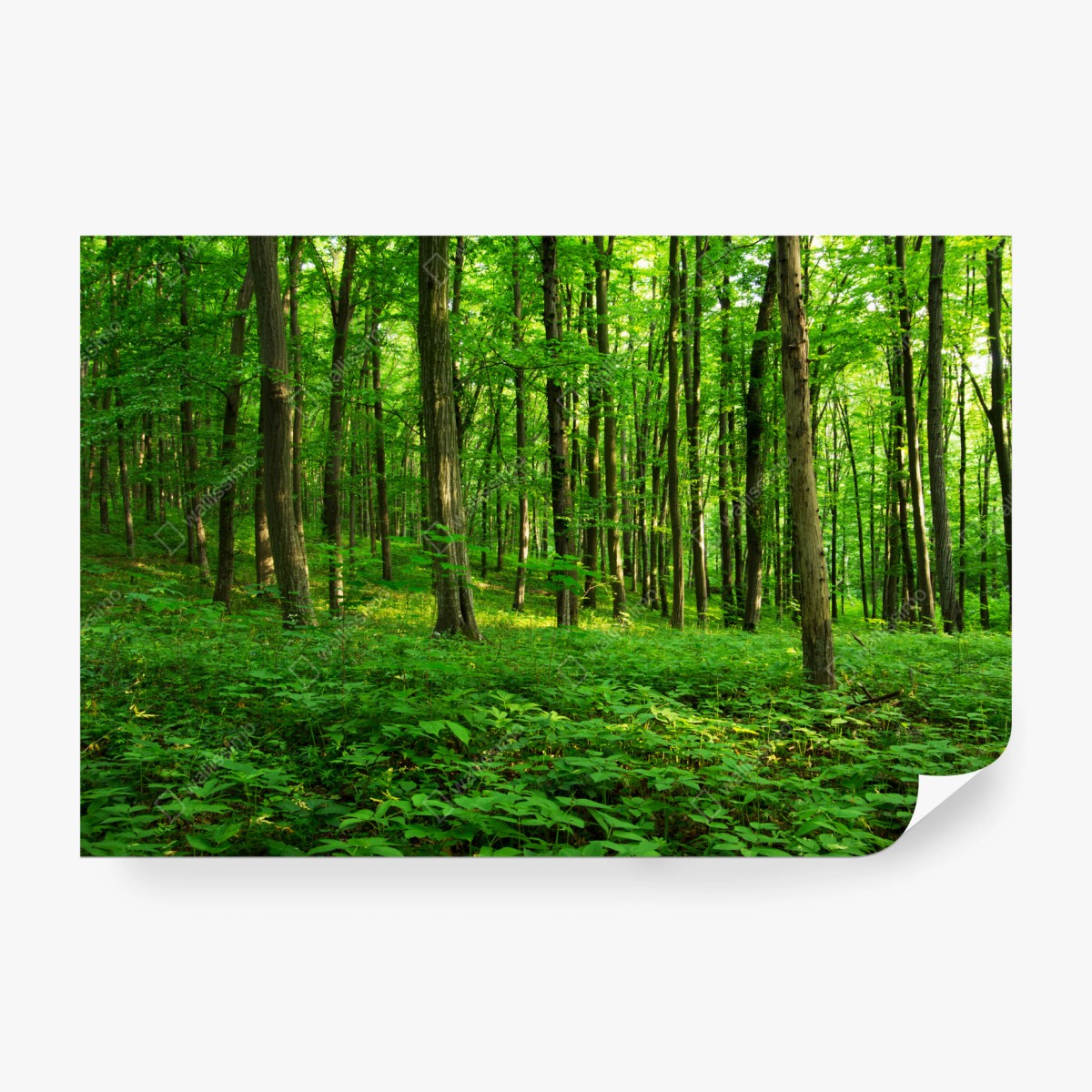 Fototapete sonniger grüner wald im frühling – Wallnifity® Fototapete sonniger grüner wald im frühling – Wallnifity®