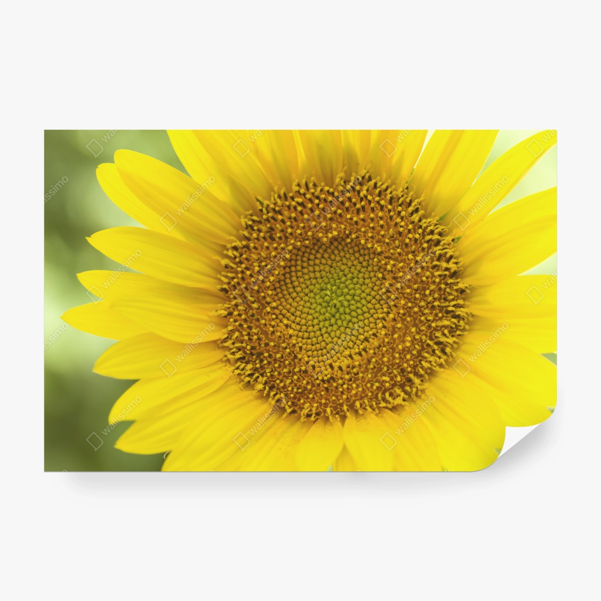 Fototapete leuchtende nahaufnahme sonnenblume – Wallnifity® Fototapete leuchtende nahaufnahme sonnenblume – Wallnifity®