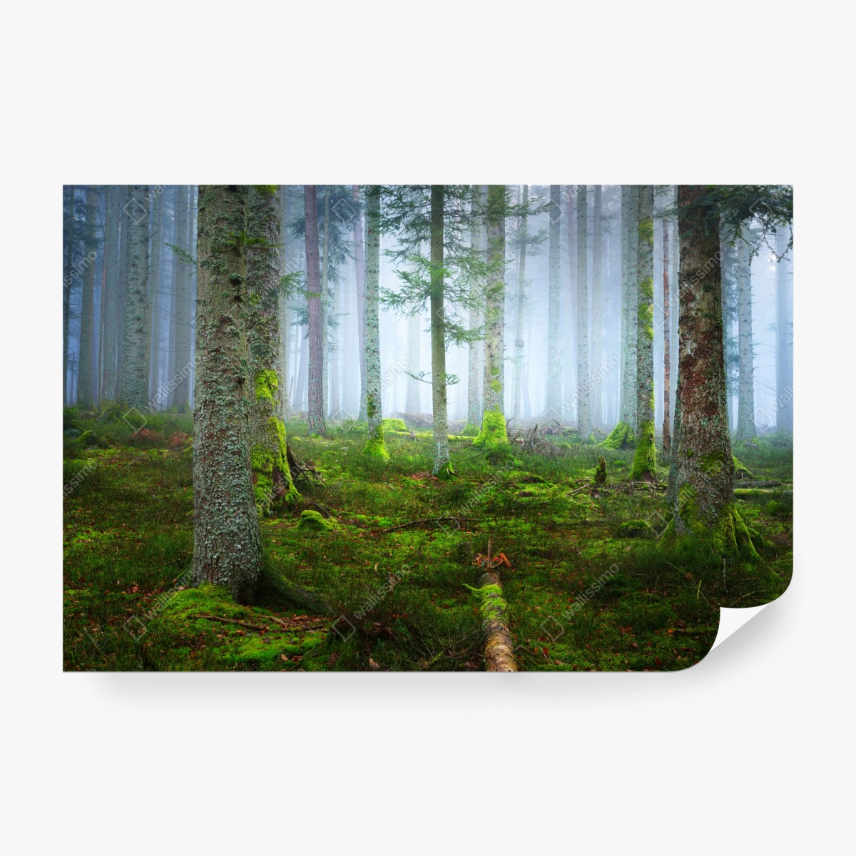 Fototapete nebliger kiefernwald aus dem Elsass – Wallnifity® Fototapete nebliger kiefernwald aus dem Elsass – Wallnifity®