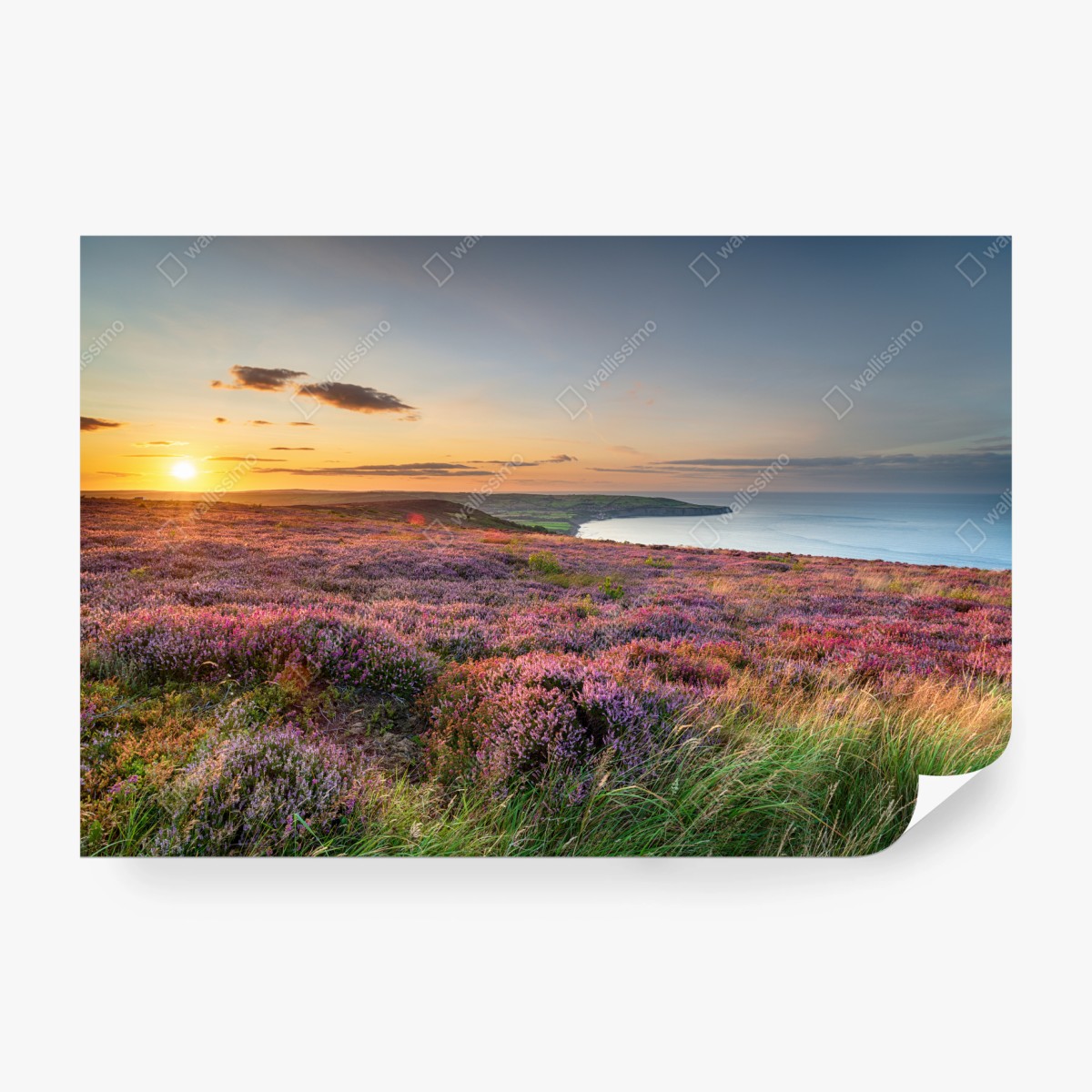 Fototapete sonnenuntergang über der heide auf den North York Moors – Wallnifity® Fototapete sonnenuntergang über der heide auf den North York Moors – Wallnifity®